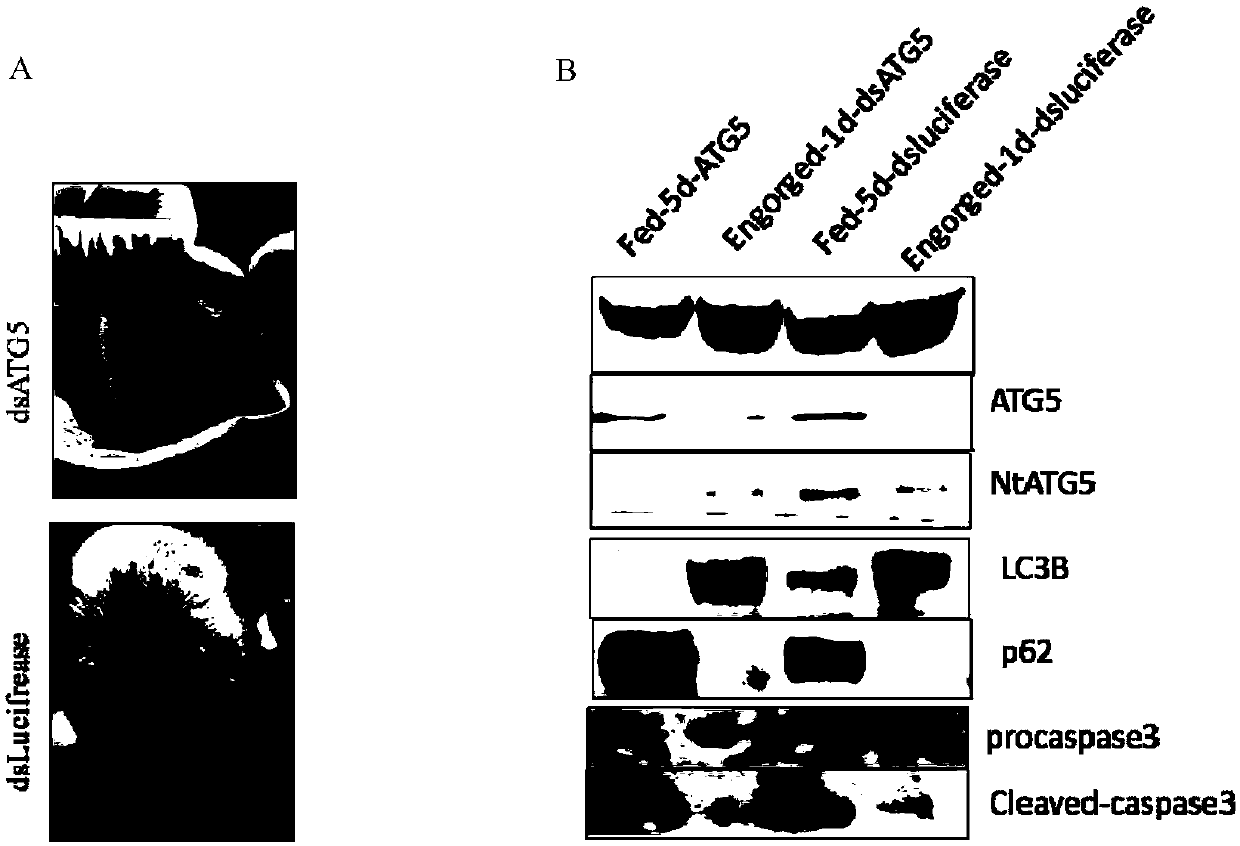 Autophagy related protein molecule ATG5 of rhipicephalus haemaphysaloides and application thereof