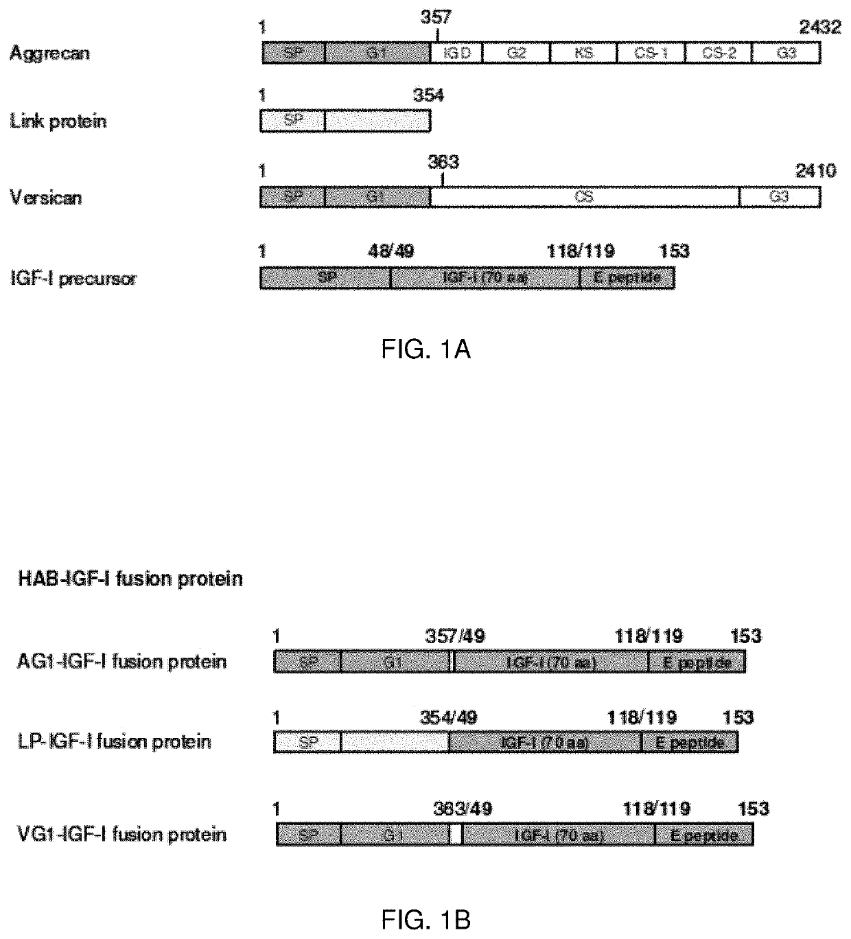 Hyaluronic Acid Binding Domain-Growth Factor Fusion Protein cDNAs and Fusion Proteins for Cartilage Matrix Preservation and Report