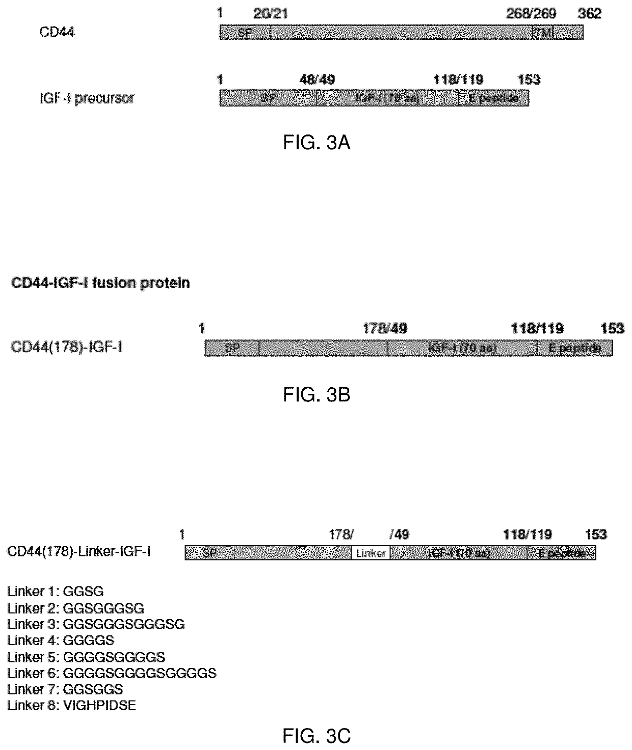 Hyaluronic Acid Binding Domain-Growth Factor Fusion Protein cDNAs and Fusion Proteins for Cartilage Matrix Preservation and Report
