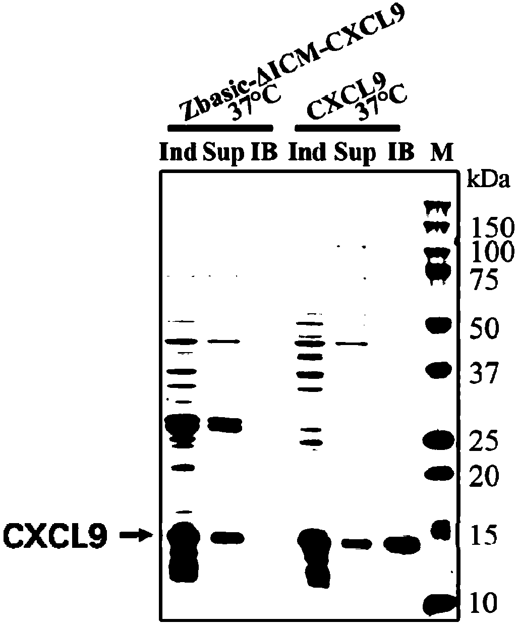 Method for expression and purification of recombinant CXCL9 (C-X-C motif chemokine 9) protein and application of method