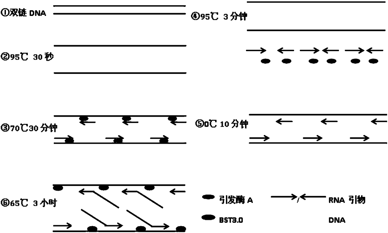 Method for amplifying DNA by using thermophilic primase