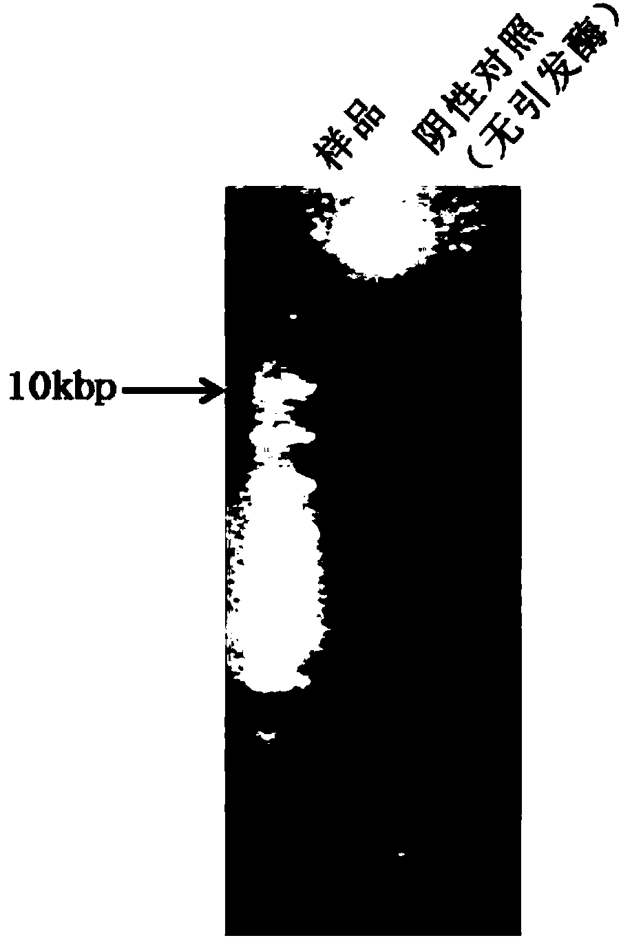 Method for amplifying DNA by using thermophilic primase