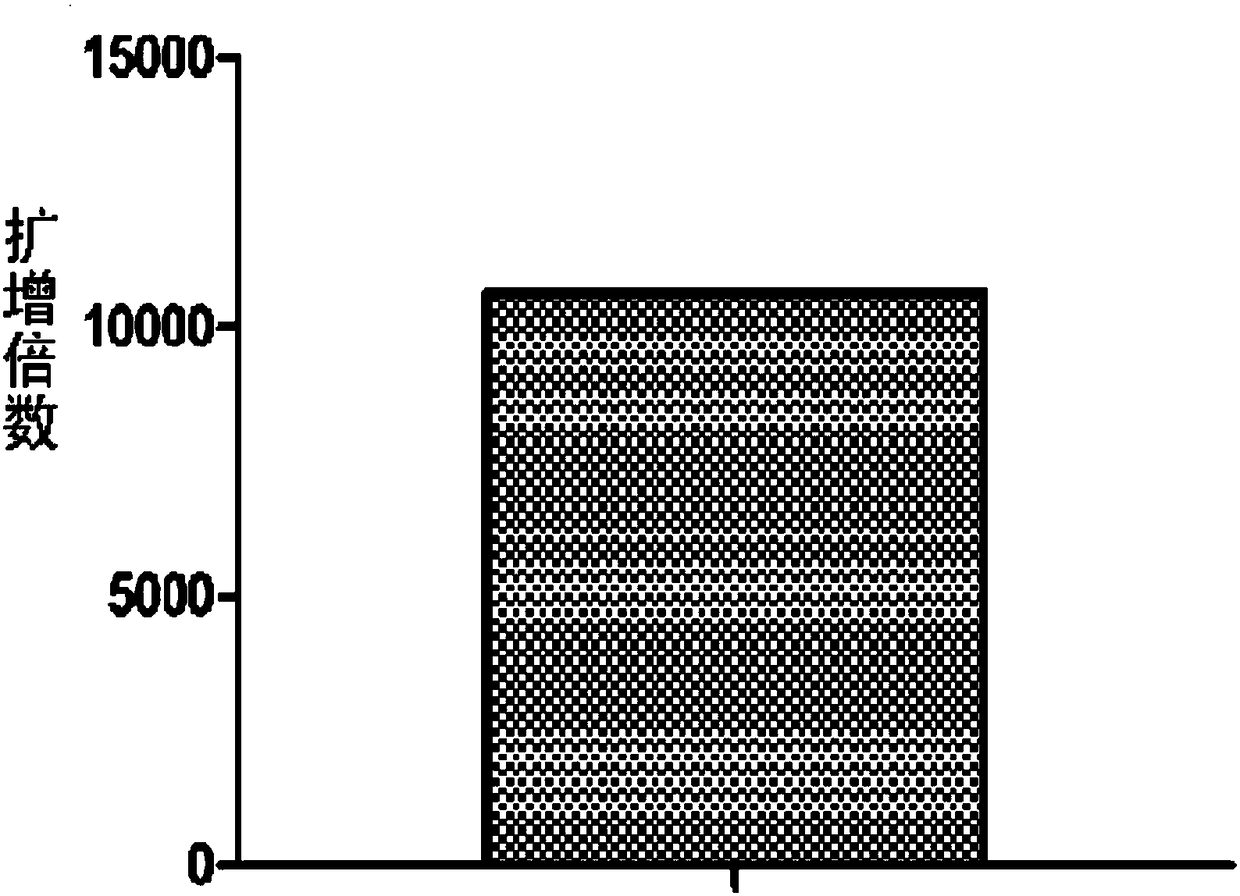 Method for amplifying DNA by using thermophilic primase