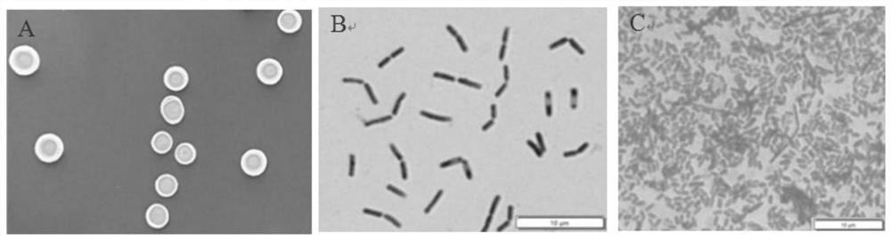 Bacillus velezensis D-1 as well as preparation and application thereof