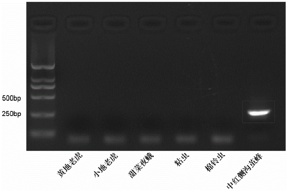 Microplitis mediator MmedCO I gene and application thereof