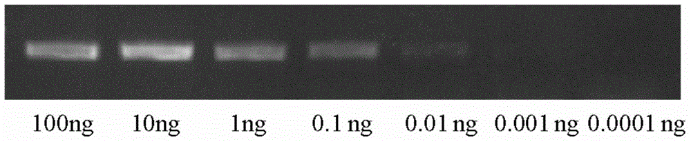 Microplitis mediator MmedCO I gene and application thereof