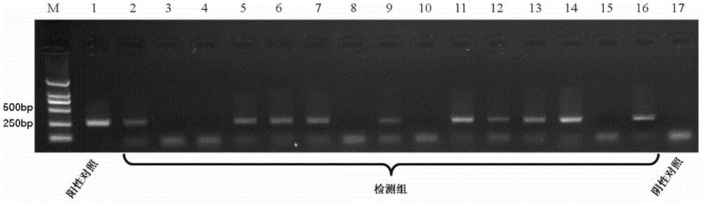 Microplitis mediator MmedCO I gene and application thereof