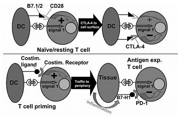 Method for intensifying functions of cytokine-induced killer cells