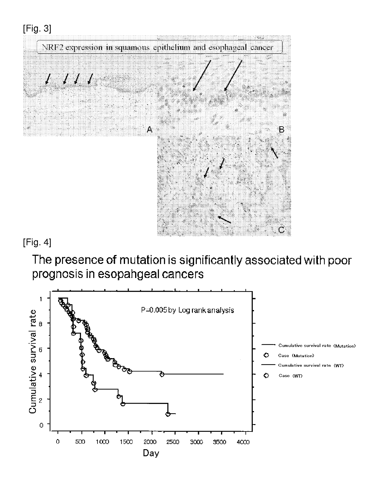 Oncogene NRF2