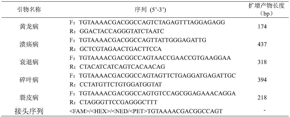 Molecular marker primer combination for rapidly and synchronously identifying Citrus huanglongbing, canker, Citrus tristeza virus, Citrus tatter leaf and citrus exocortis viroid, and method