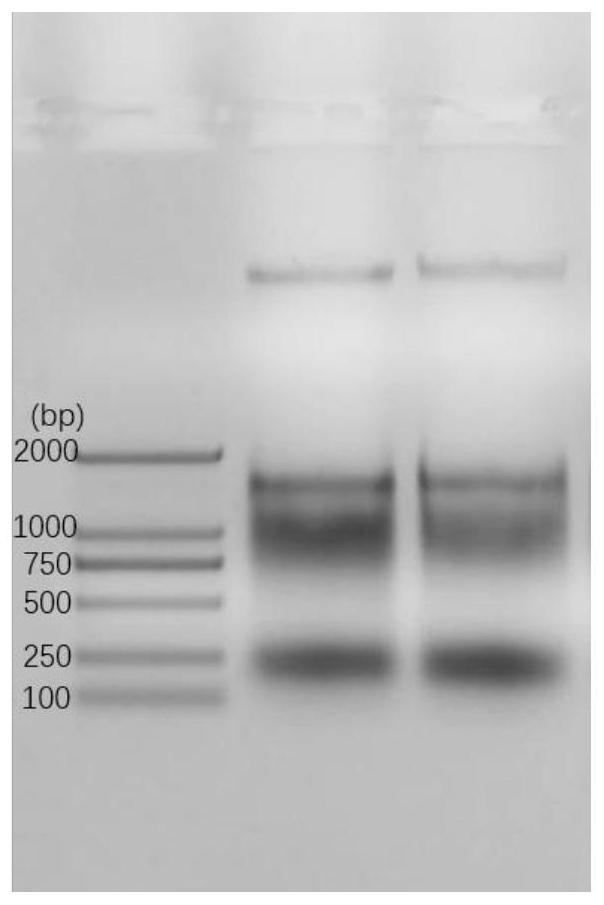 Molecular marker primer combination for rapidly and synchronously identifying Citrus huanglongbing, canker, Citrus tristeza virus, Citrus tatter leaf and citrus exocortis viroid, and method