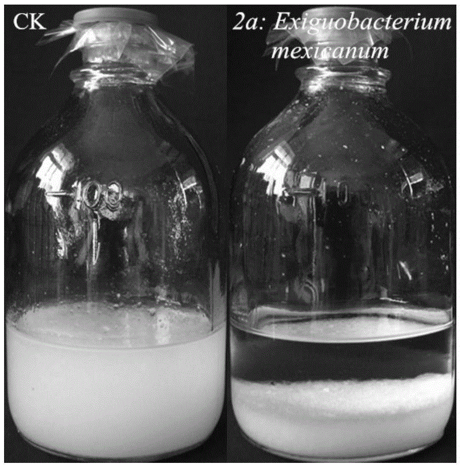 Exiguobacterium mexicanum 2a and applications thereof