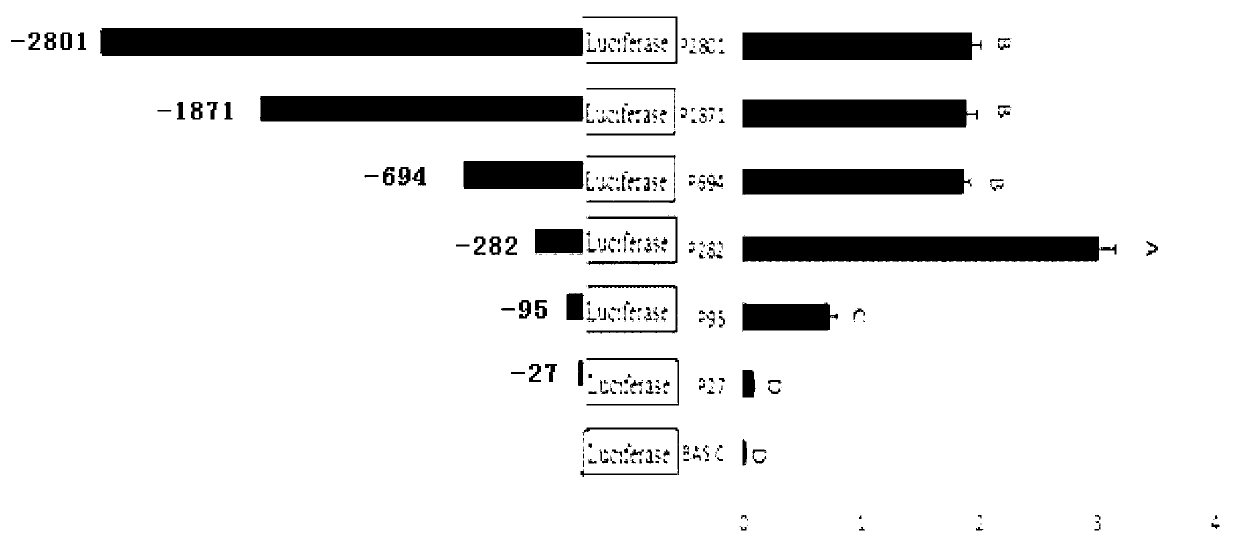 CYP3A88-molecular-marker breeding method for sorting porcine reproductive and respiratory syndrome (PRRS)-resistant pigs and application thereof