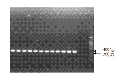 Sugarcane genome endogenous reference gene isopentenyl diphosphate delta-isomerase gene PCR (polymerase chain reaction) primer sequences and amplification method
