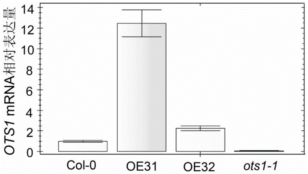 Application of OTS1 protein and coding genes thereof to control over ABA tolerance of plant