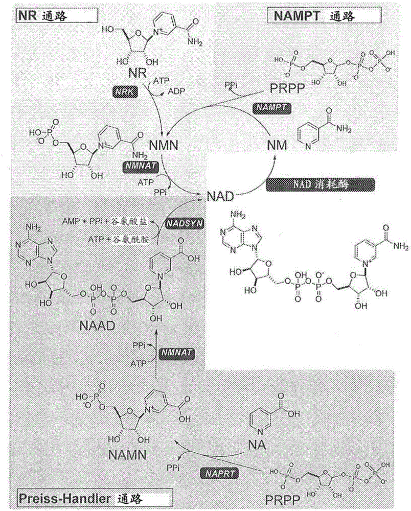Nicotinamide riboside analogs and pharmaceutical compositions and uses thereof