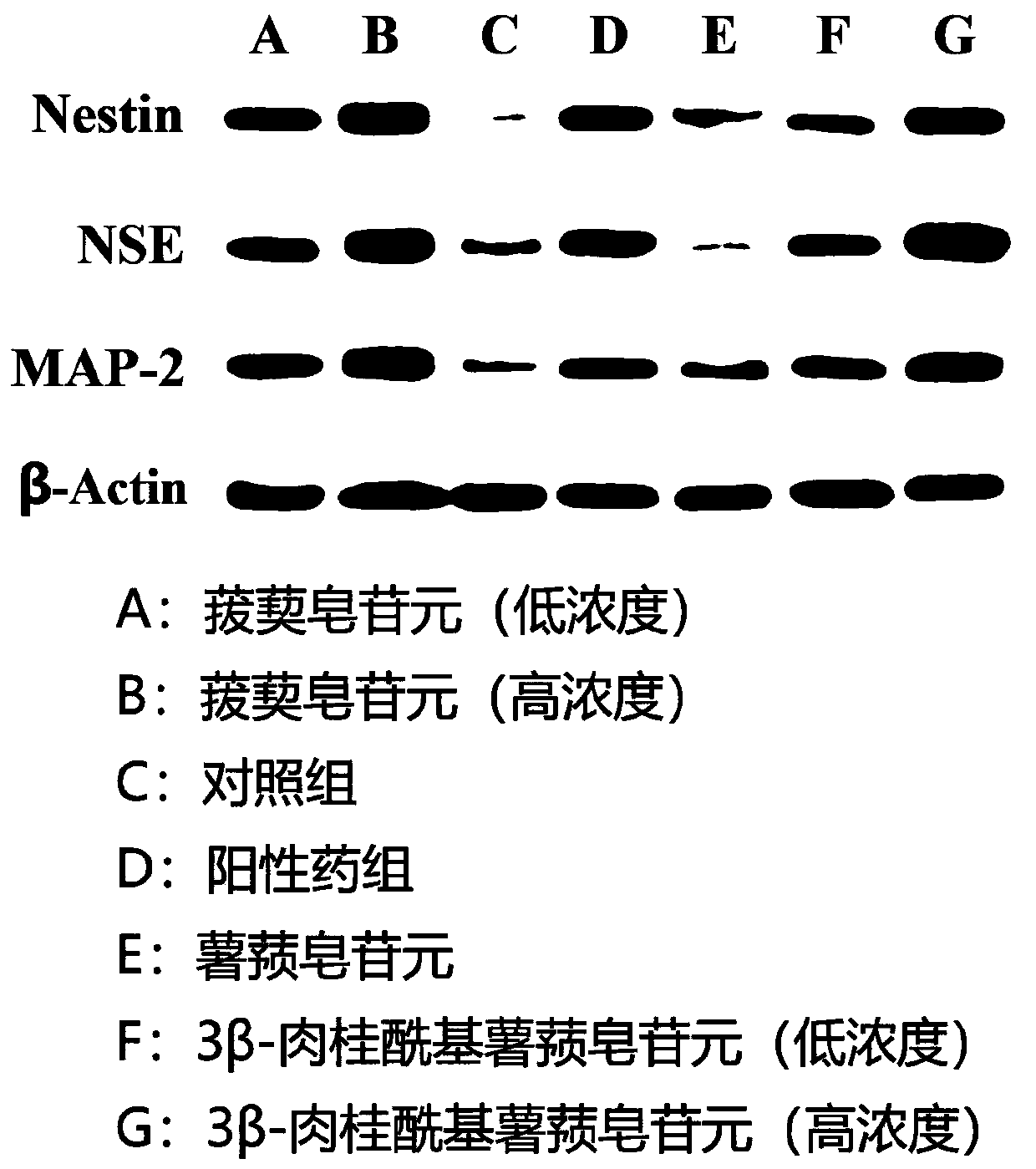 Application of 3beta-cinnamoyl diosgenin in induced differentiation of mesenchymal stem cells