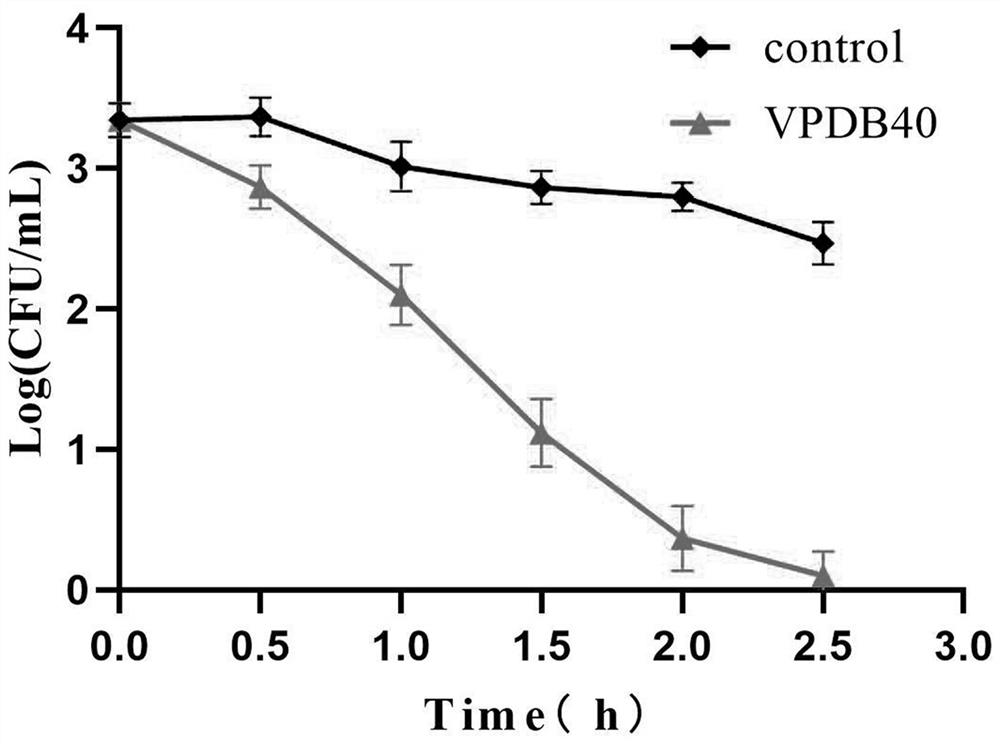 South America white pair DNA binding antibacterial peptide VPDB40 and application thereof