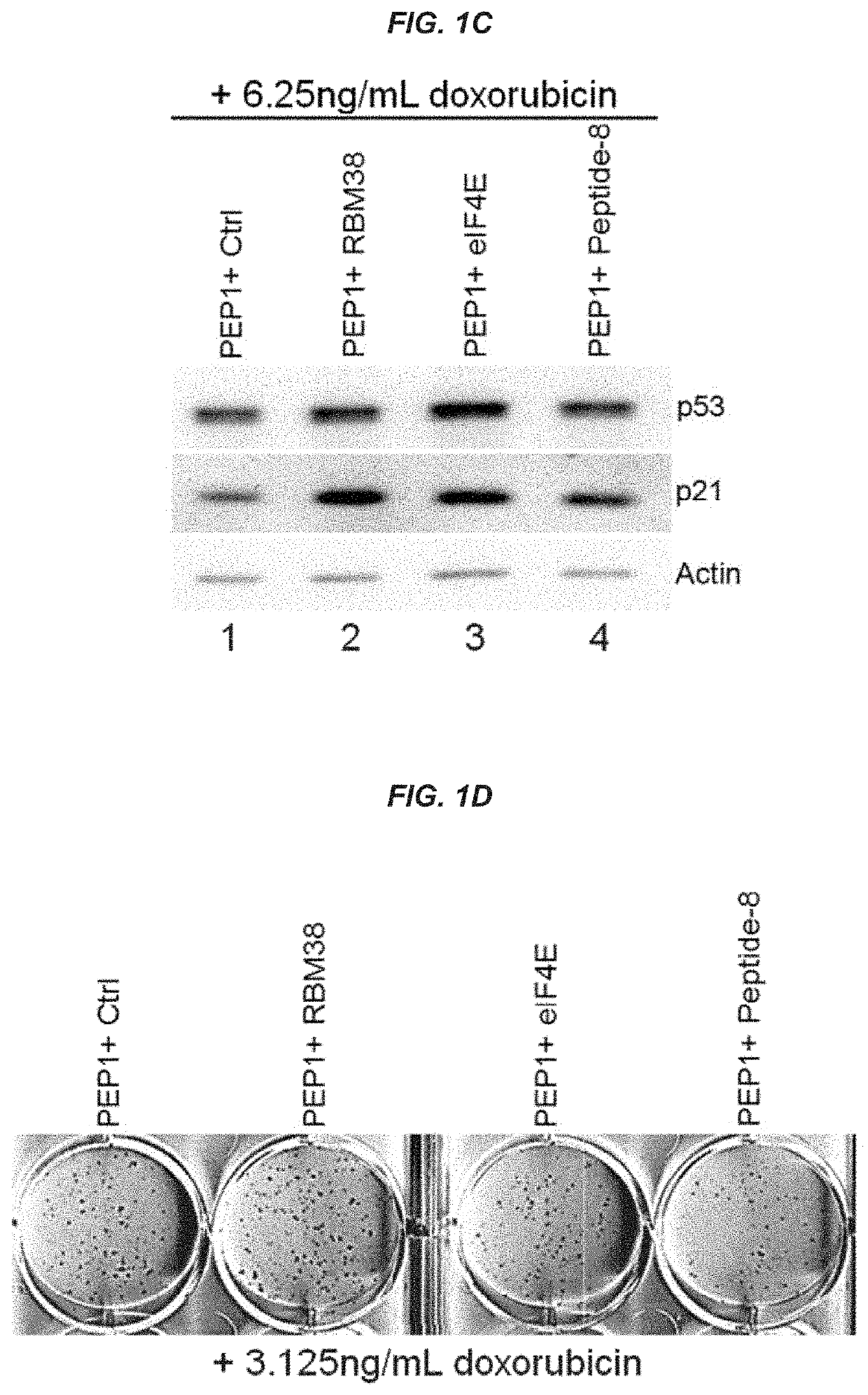 Modulation of P53 for the treatment of cancer