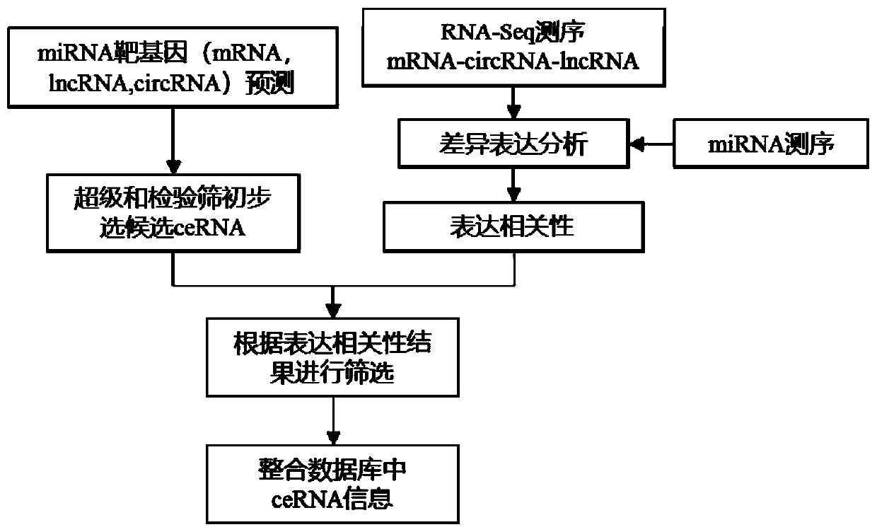 Method for carrying out ceRNA prediction based on miRNA target gene prediction and related expression analysis