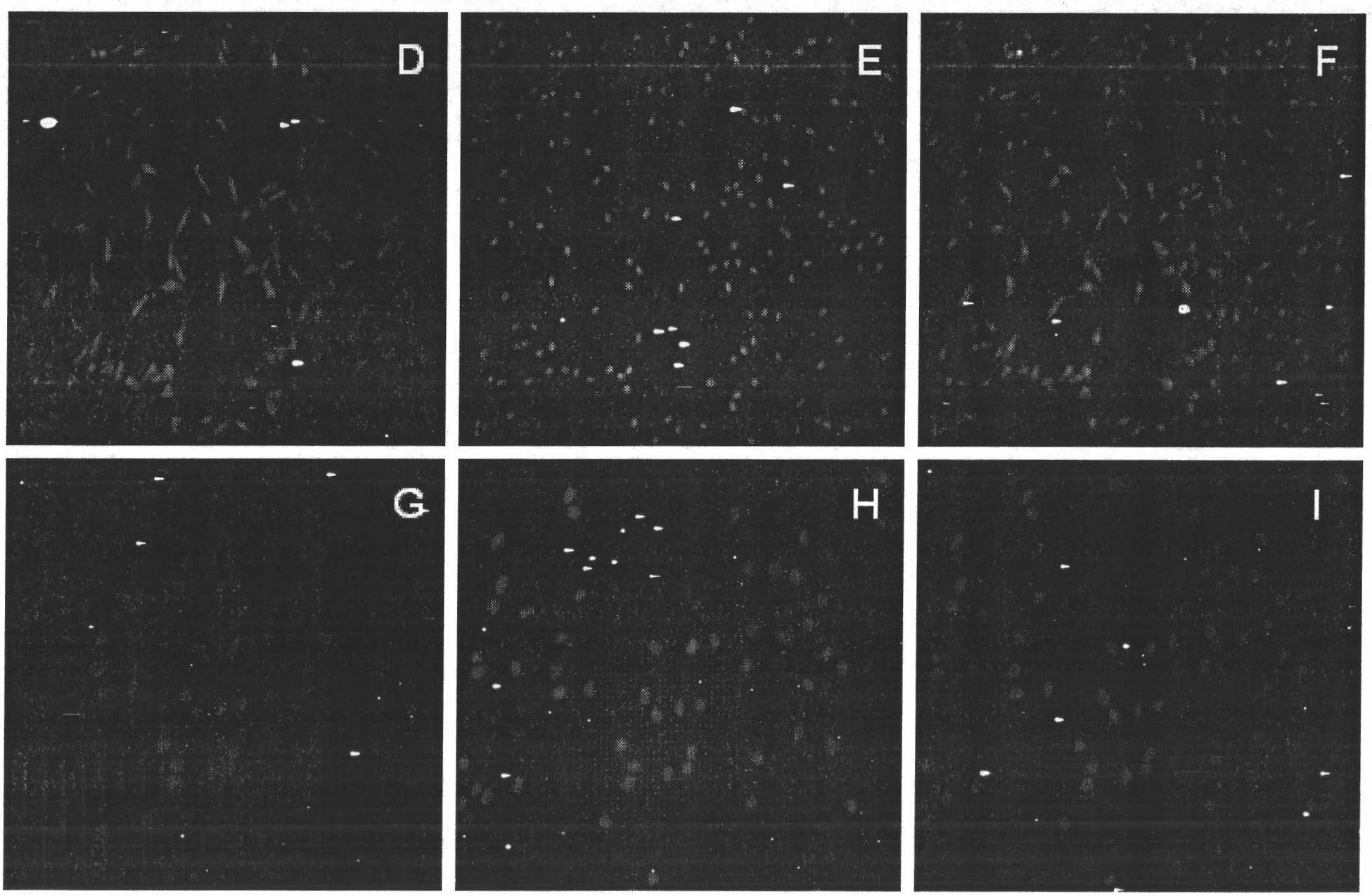 In-vitro culturing method for porcine skeletal muscle satellite cell (SMSC)