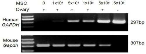 Mouse ovarian stem cell transplanting and tracking method