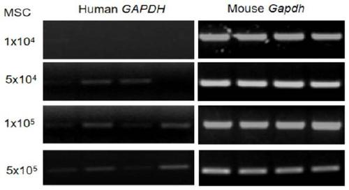 Mouse ovarian stem cell transplanting and tracking method