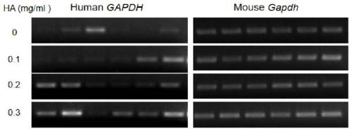 Mouse ovarian stem cell transplanting and tracking method