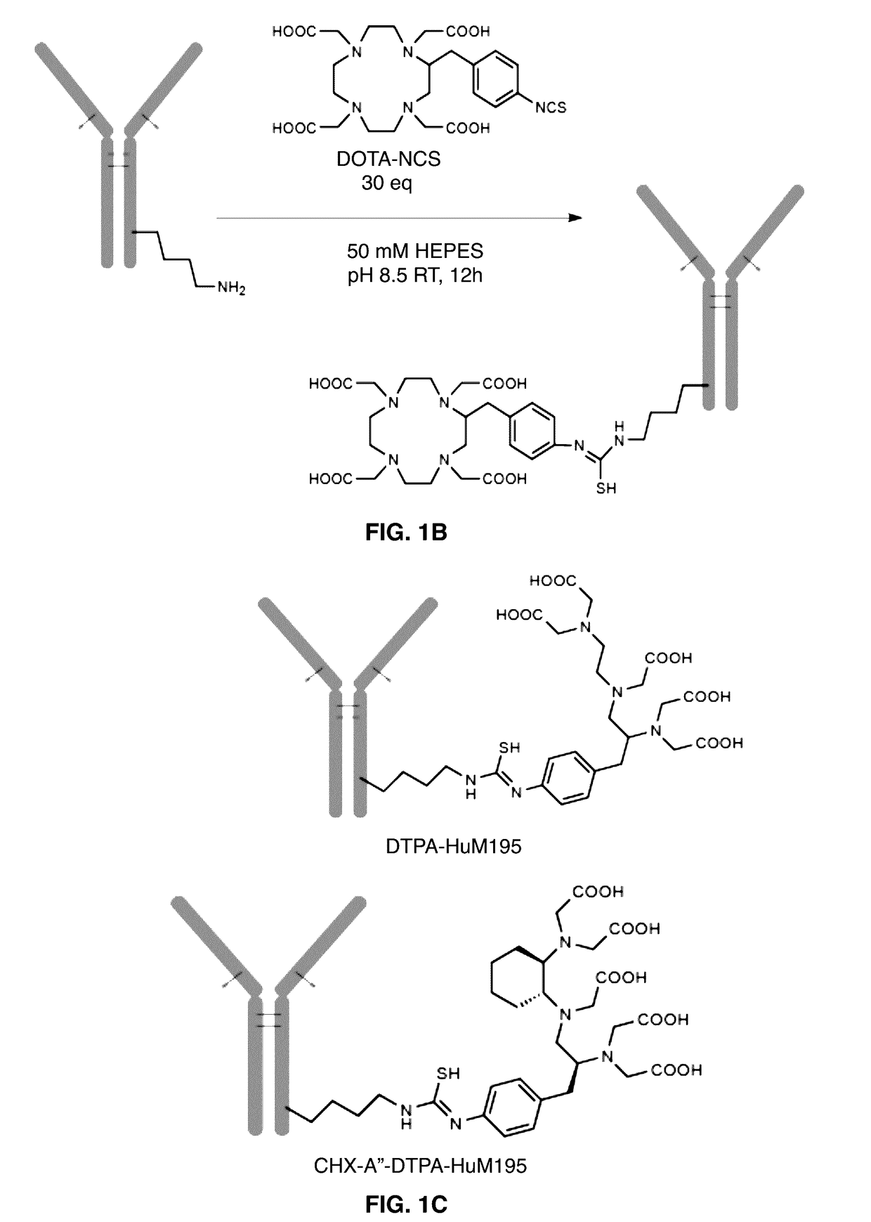 One-Step Labeling of Antibodies to High Specific Activity with Actinium-225