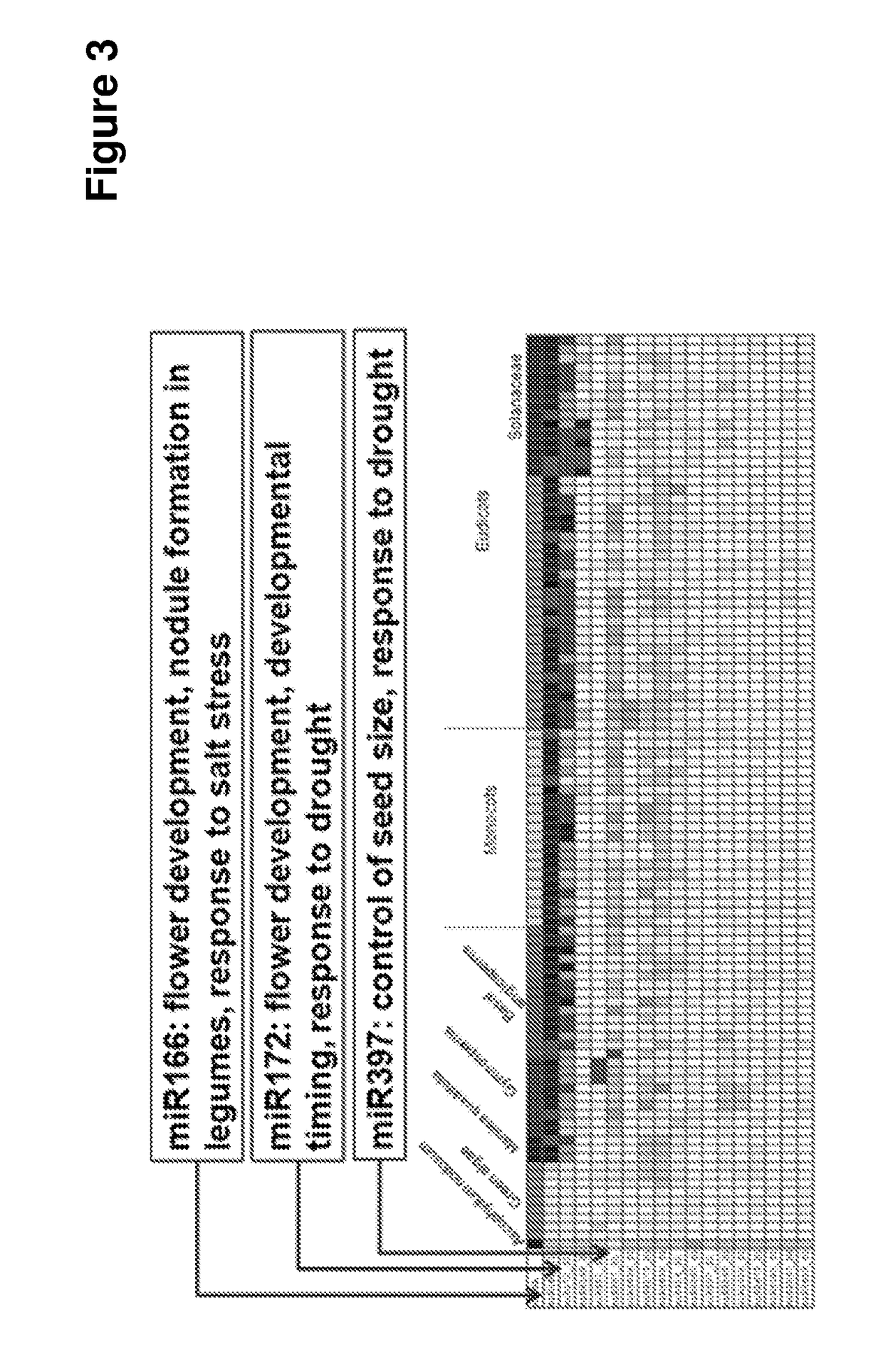 Method for modulating plant processes