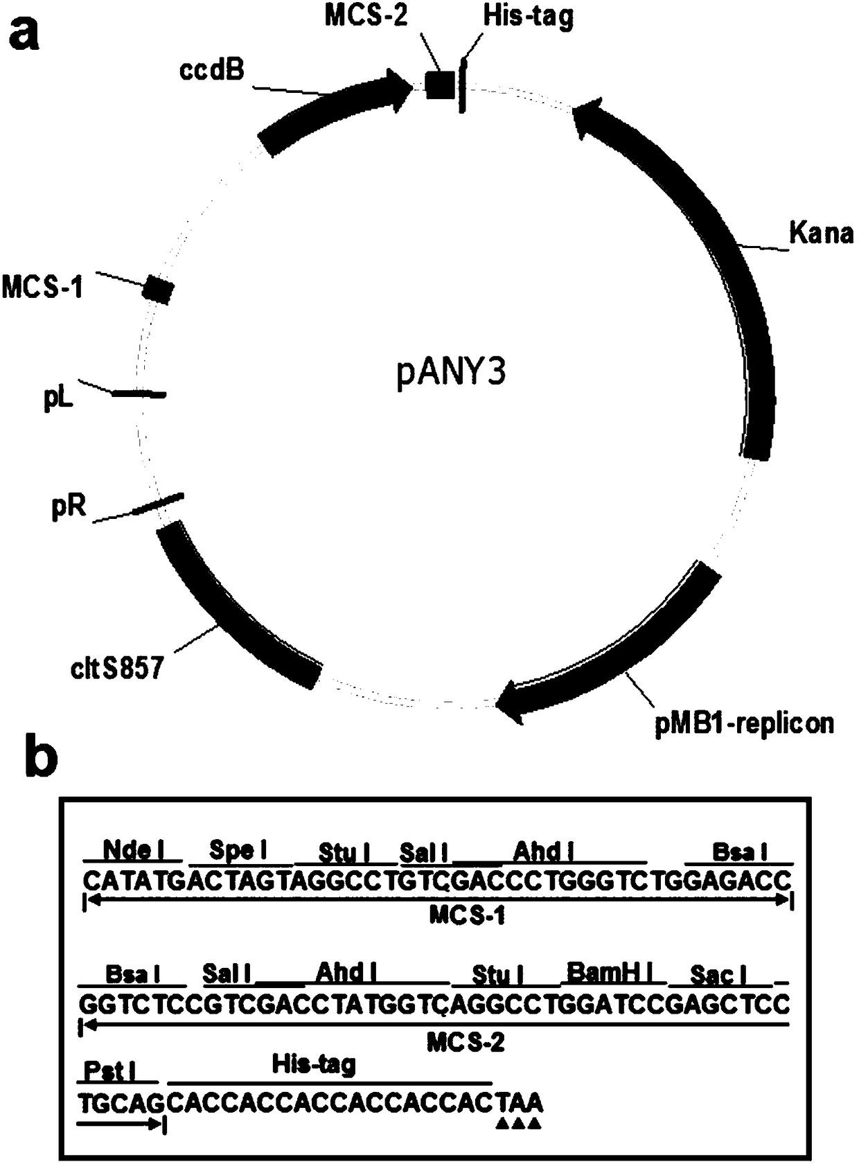 Plasmid vector capable of implementing efficient cloning and temperature-induced expression and construction method of plasmid vector