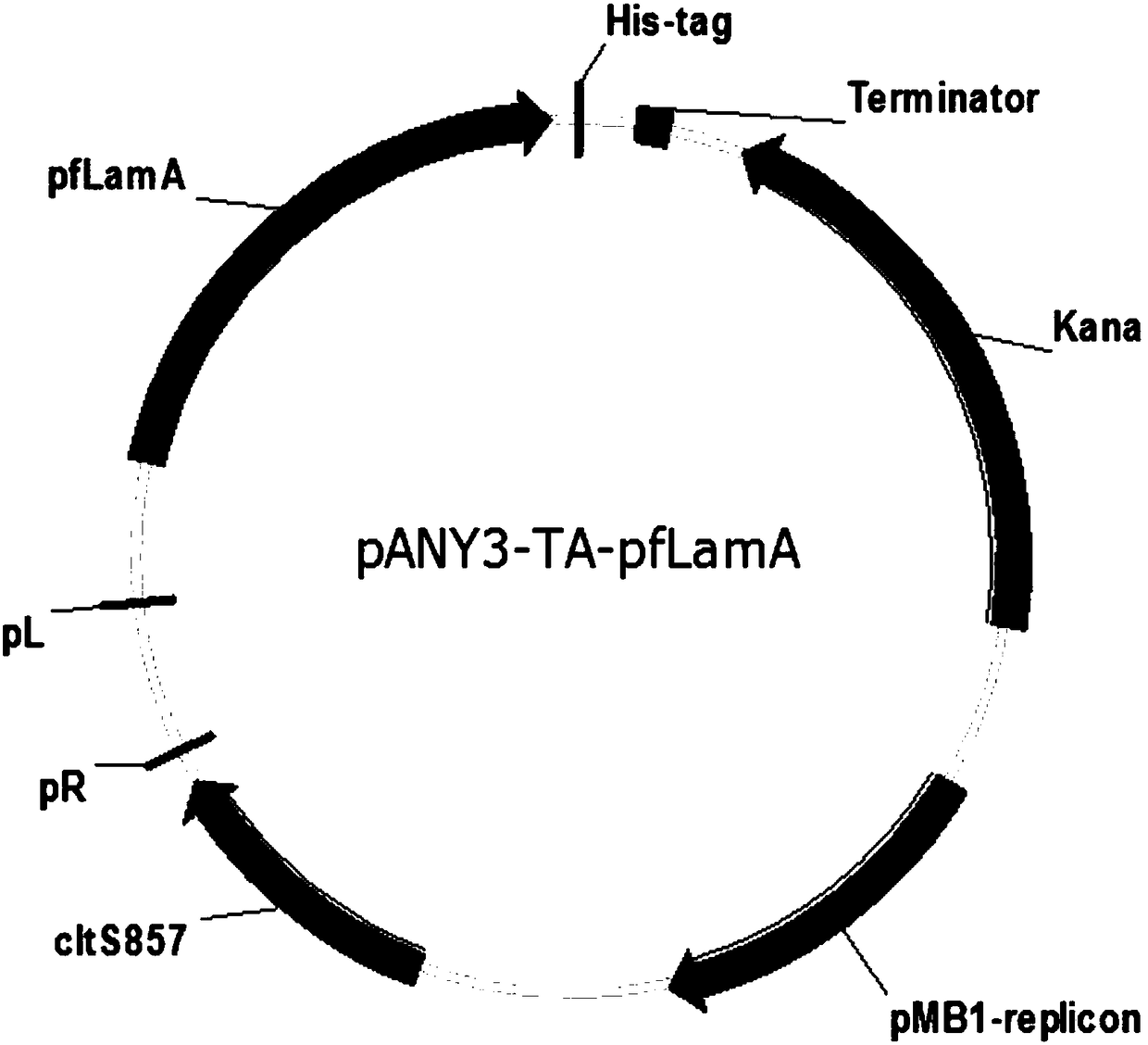 Plasmid vector capable of implementing efficient cloning and temperature-induced expression and construction method of plasmid vector