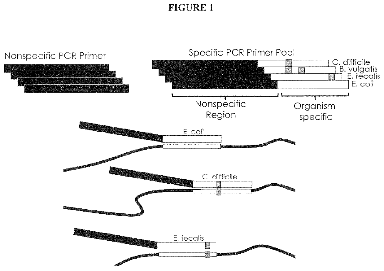 Multiple Specific/Nonspecific Primers for PCR of a Complex Gene Pool