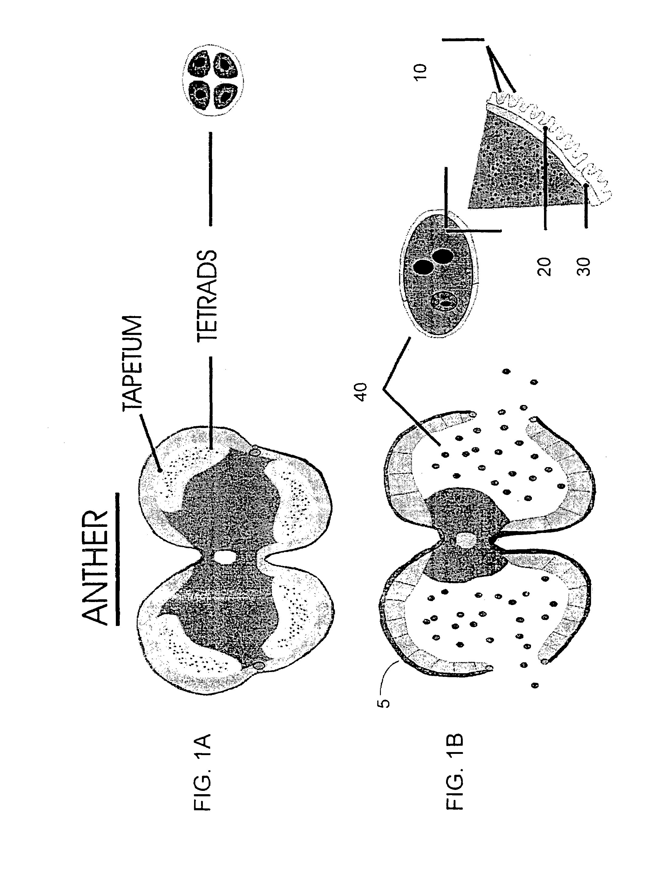Modification of pollen coat protein composition