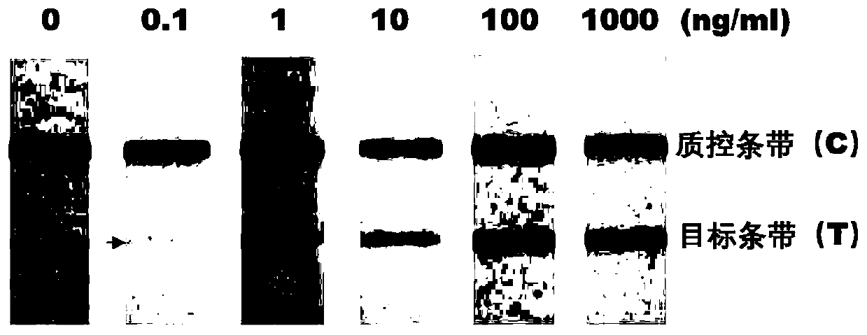 Specific epitope peptide of occludin 31kDa degradation fragment and application of specific epitope peptide