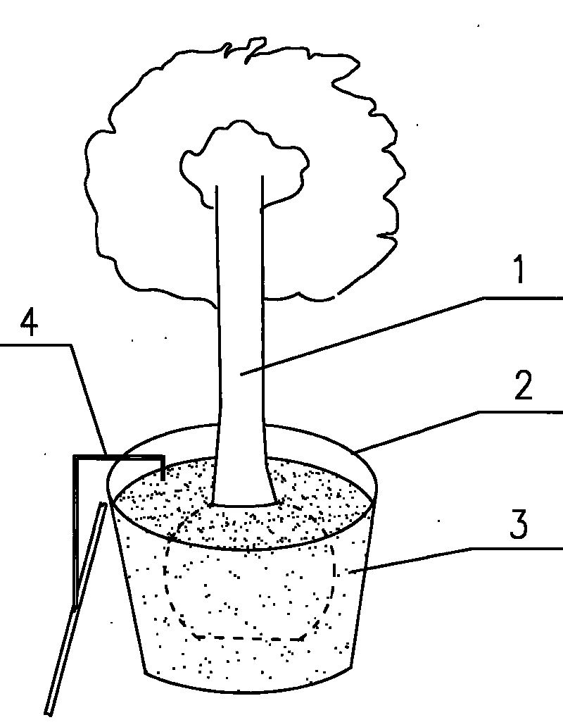 Engineering storing and culturing method for liquidambar styraciflua seedlings in container
