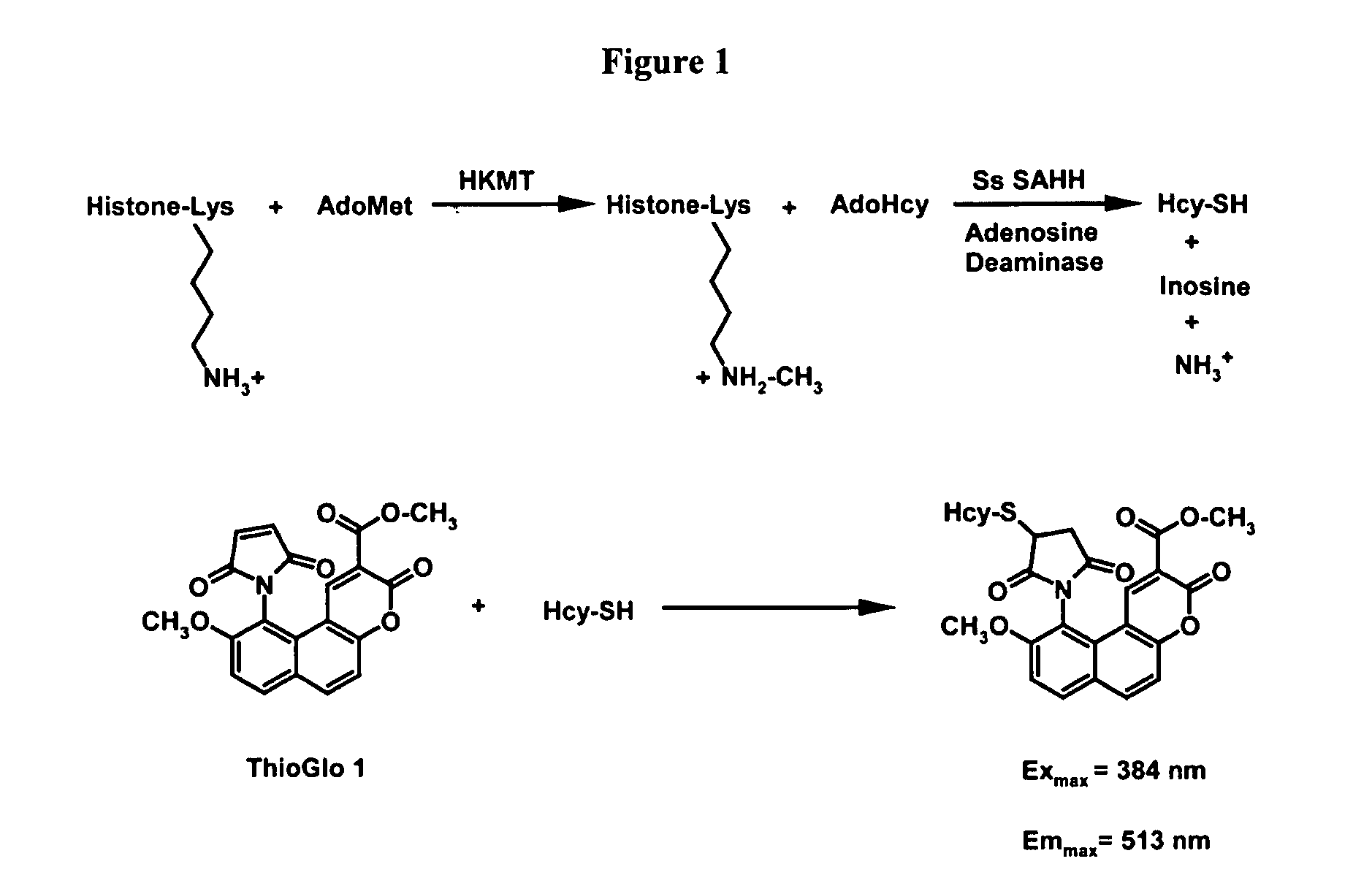 Assays for S-adenosylmethionine (AdoMet)-dependent methyltransferase activity