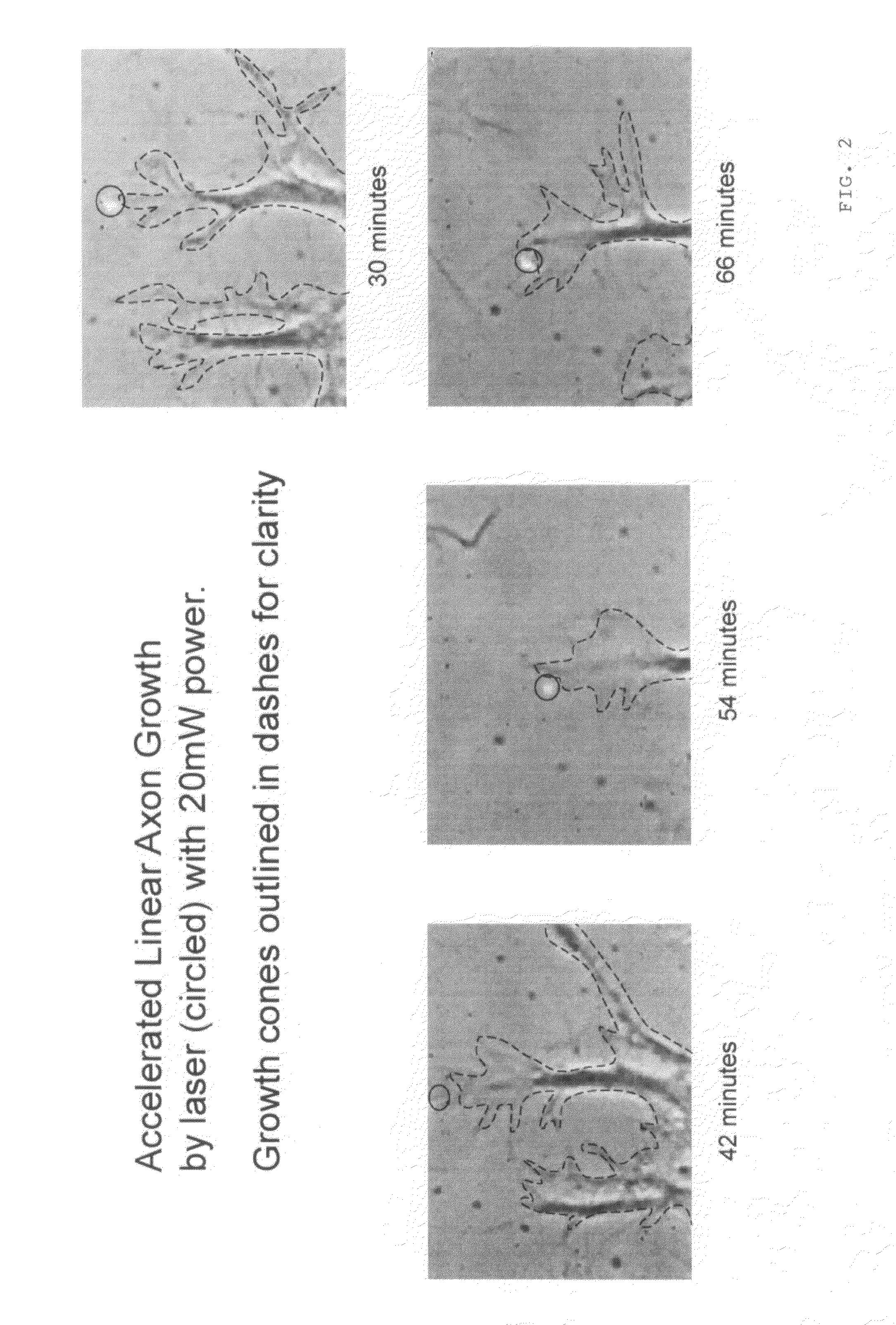 Optical cell guidance method and apparatus