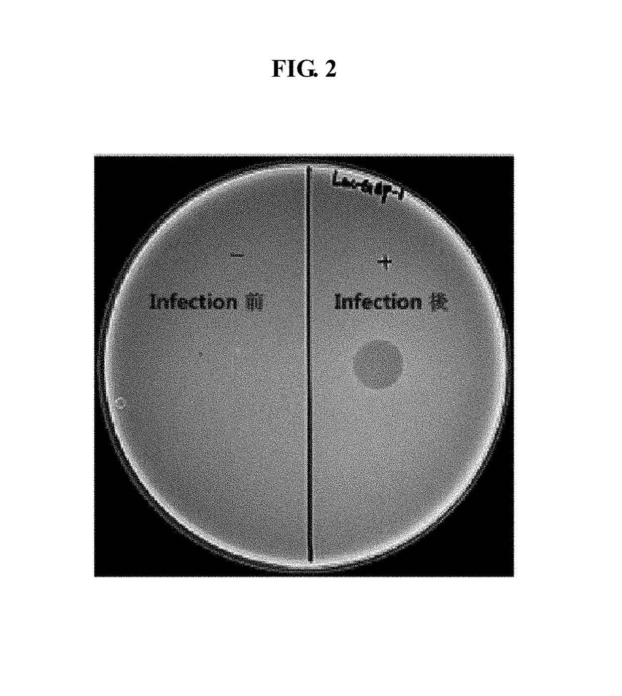 Lactococcus garvieae bacteriophage Lac-GAP-1 and use thereof in suppressing proliferation of lactococcus garvieae bacteria