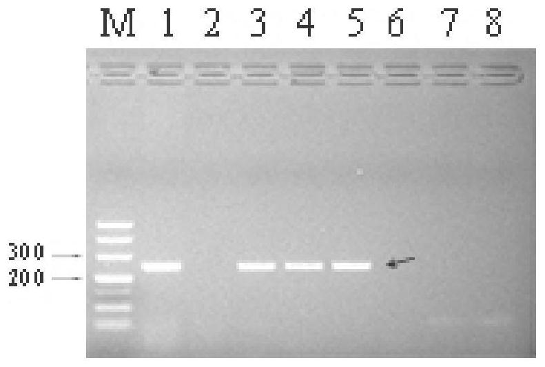 SSR molecular marker and method for identifying authenticity of filial generation of sugarcane and saccharum arundinaceum