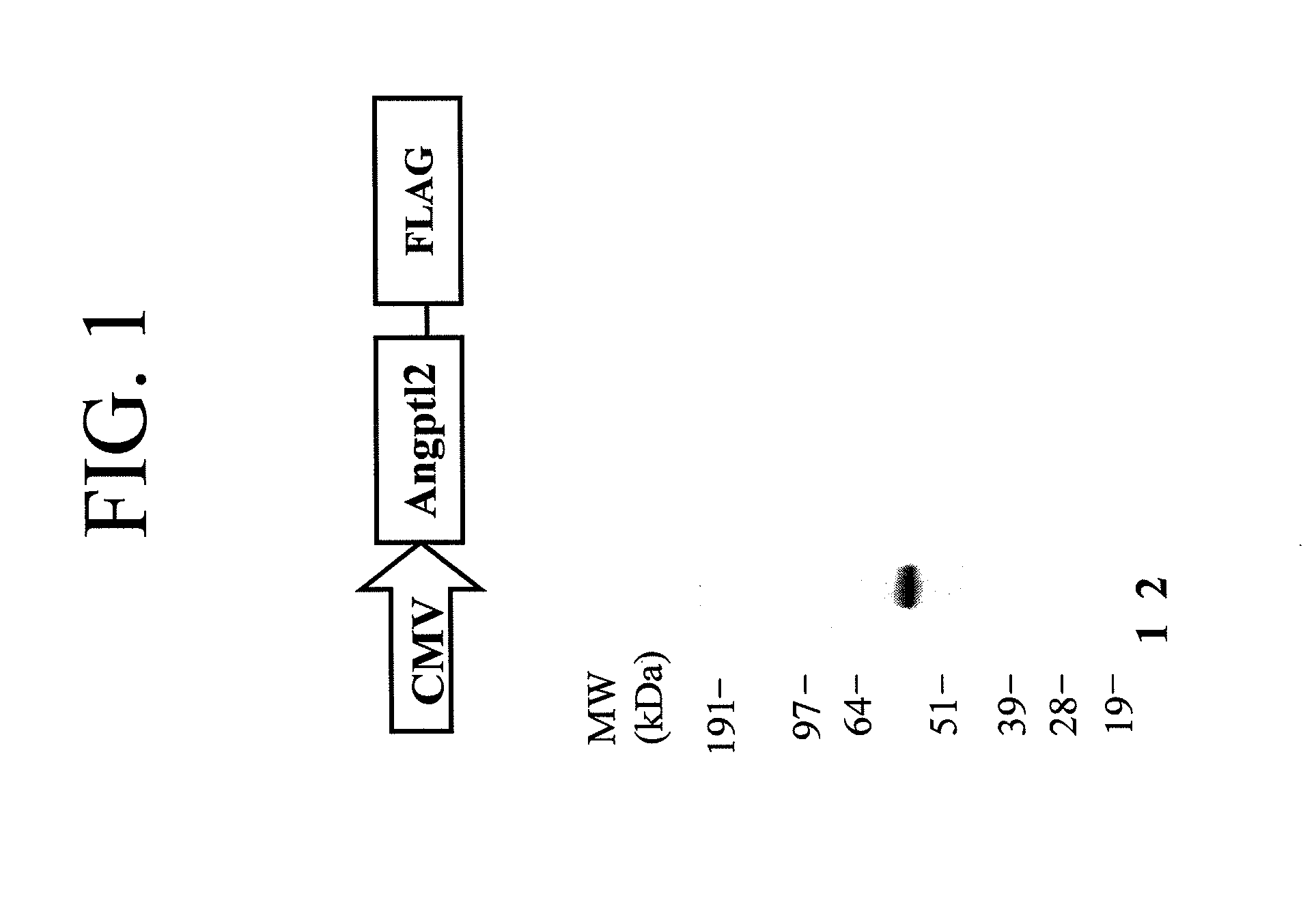 Methods for Expansion and Analysis of Cultured Hematopoietic Stem Cells