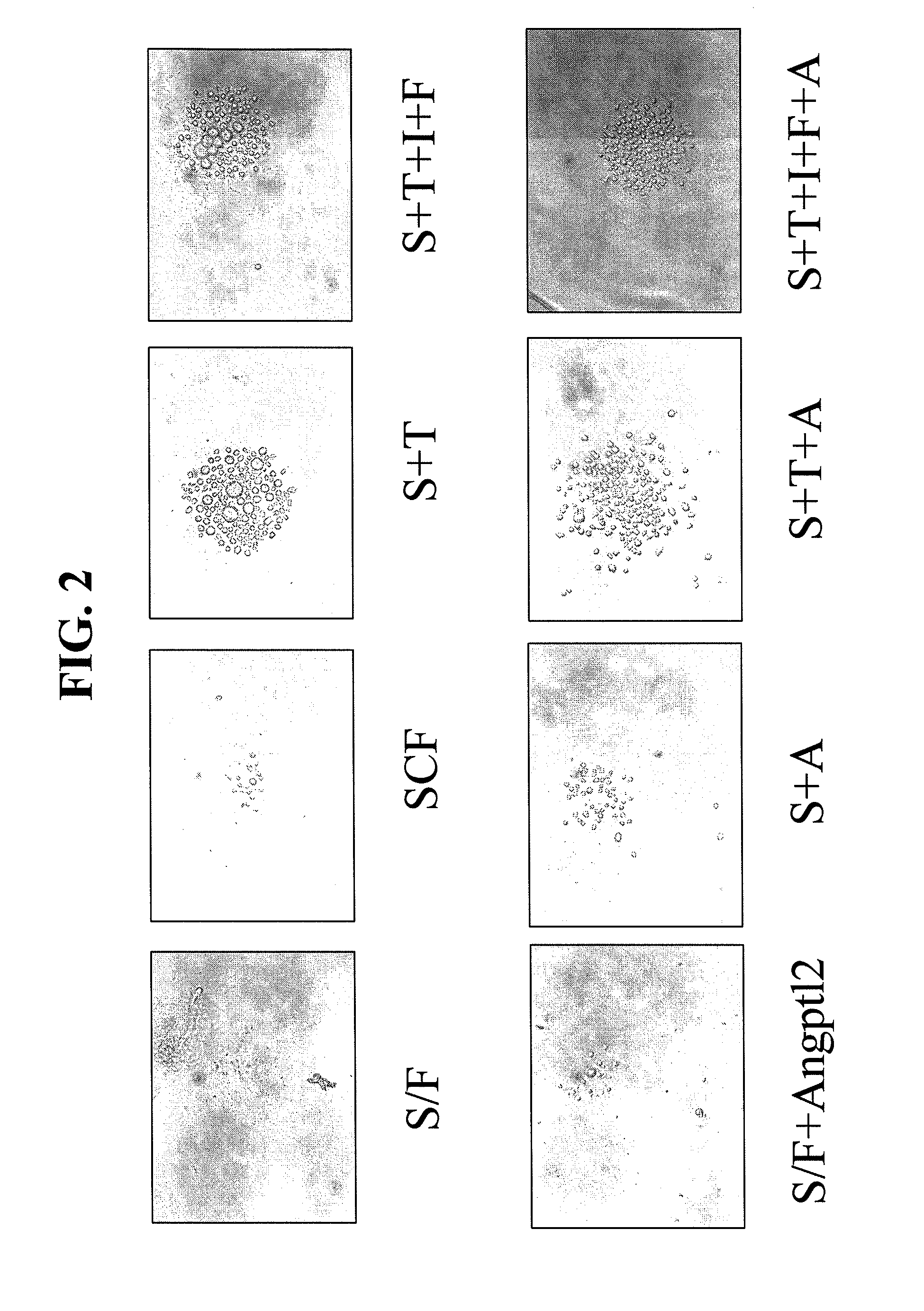 Methods for Expansion and Analysis of Cultured Hematopoietic Stem Cells