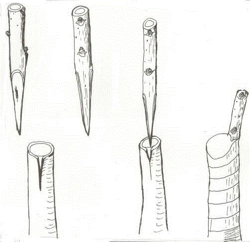 Grafting method of Cyclocarya paliurus
