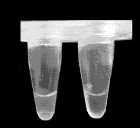 LAMP kit for Vibrio cholera in aquatic product