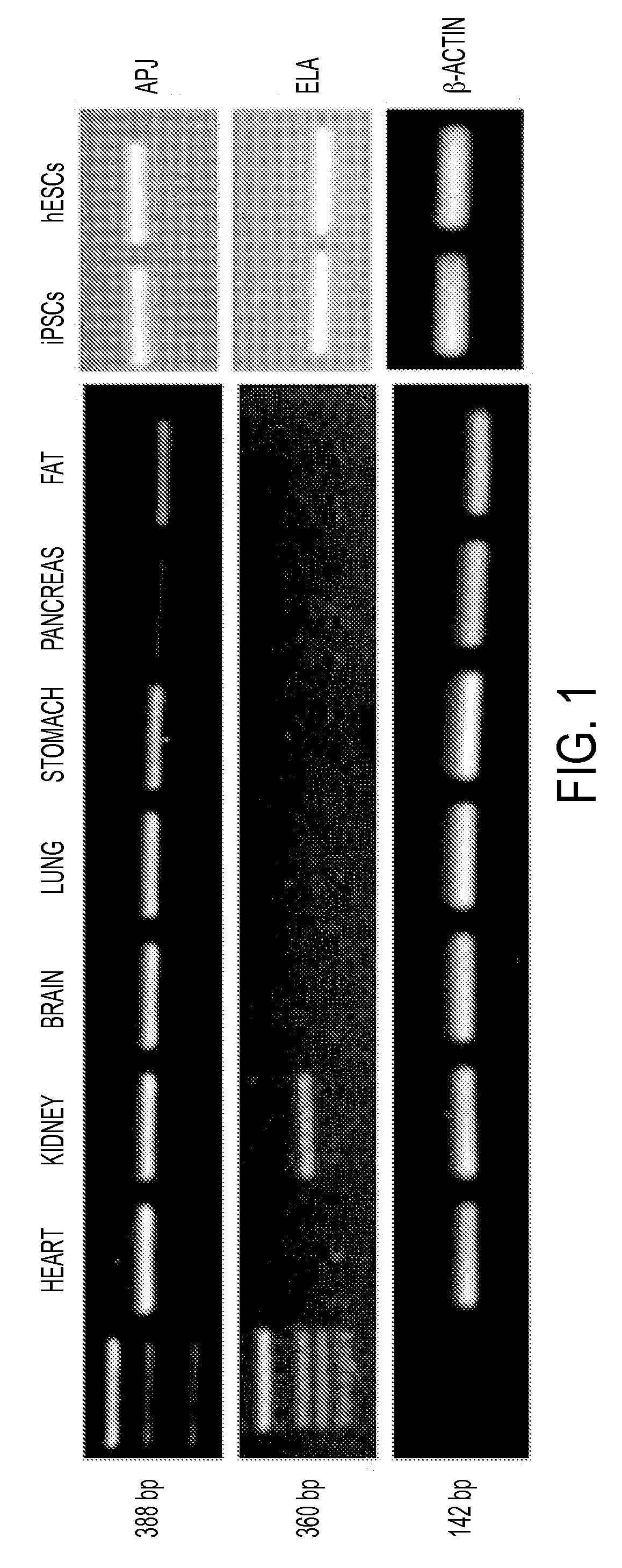 Methods for treating cardiovascular dysfunction and improving fluid homeostasis with a peptide hormone
