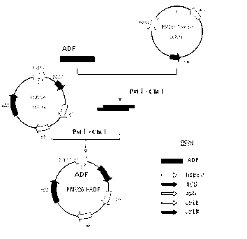 Chicken Eimeria tenella actin depolymerizing factor (ADF) recombinant bacillus calmette-guerin and preparation method thereof