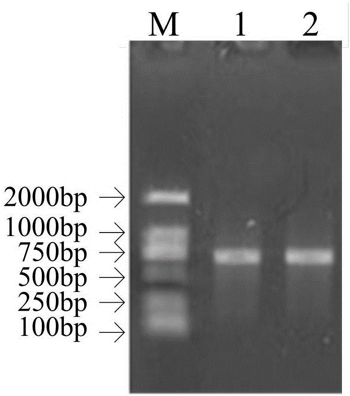 Triple peptide Cec Md3js and preparation method and application thereof