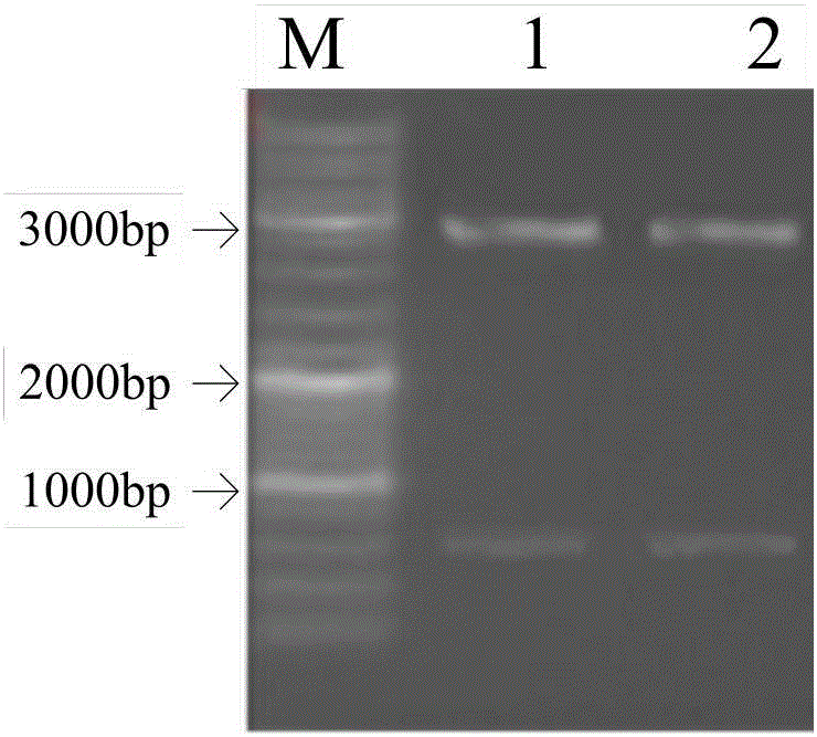 Triple peptide Cec Md3js and preparation method and application thereof