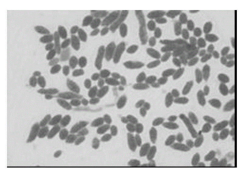 Glutaraldehyde degradation strain as well as preparation method and application thereof