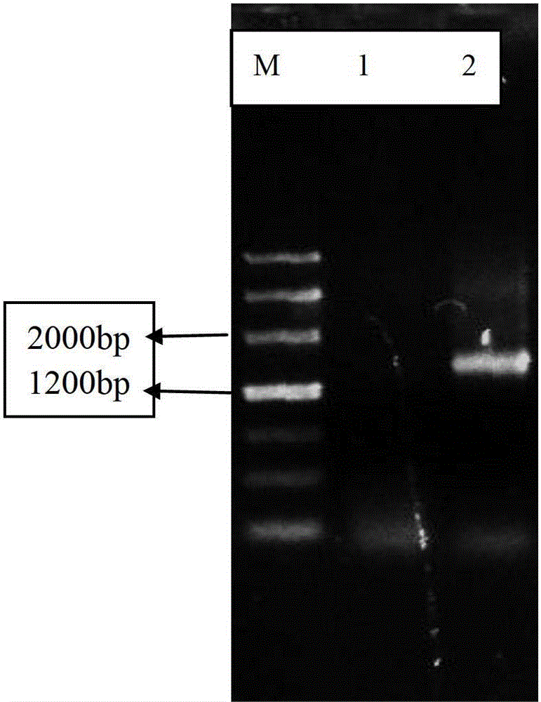 Glutaraldehyde degradation strain as well as preparation method and application thereof